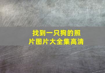 找到一只狗的照片图片大全集高清