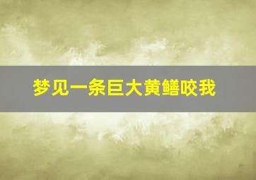 梦见一条巨大黄鳝咬我