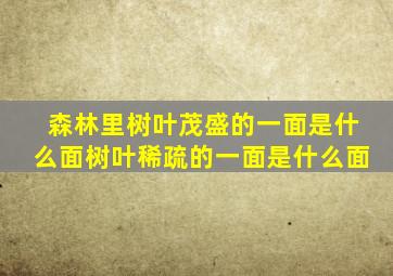 森林里树叶茂盛的一面是什么面树叶稀疏的一面是什么面