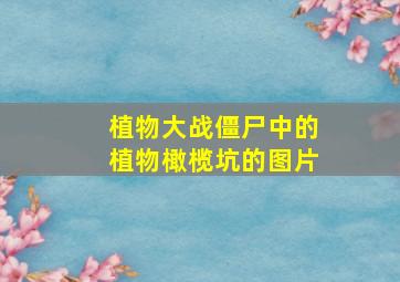 植物大战僵尸中的植物橄榄坑的图片