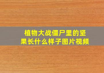 植物大战僵尸里的坚果长什么样子图片视频