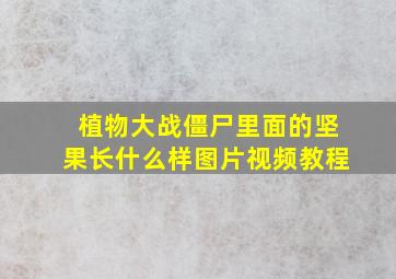 植物大战僵尸里面的坚果长什么样图片视频教程