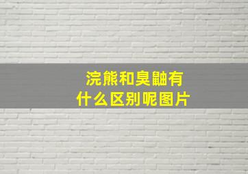 浣熊和臭鼬有什么区别呢图片