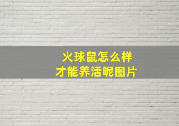 火球鼠怎么样才能养活呢图片