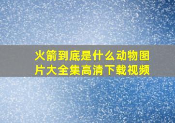 火箭到底是什么动物图片大全集高清下载视频