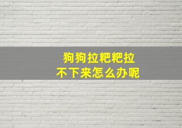 狗狗拉粑粑拉不下来怎么办呢