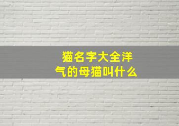 猫名字大全洋气的母猫叫什么