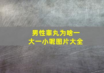 男性睾丸为啥一大一小呢图片大全