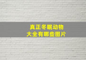 真正冬眠动物大全有哪些图片