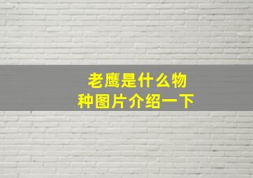 老鹰是什么物种图片介绍一下