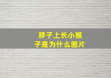 脖子上长小猴子是为什么图片