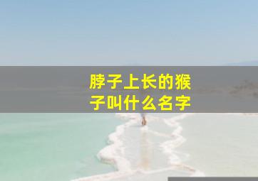 脖子上长的猴子叫什么名字