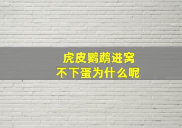 虎皮鹦鹉进窝不下蛋为什么呢