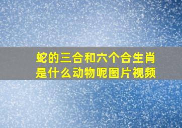 蛇的三合和六个合生肖是什么动物呢图片视频