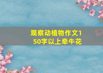 观察动植物作文150字以上牵牛花