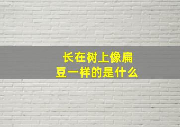 长在树上像扁豆一样的是什么