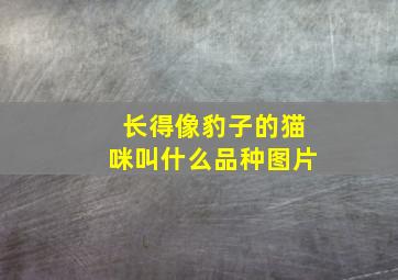 长得像豹子的猫咪叫什么品种图片