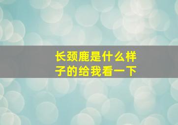 长颈鹿是什么样子的给我看一下