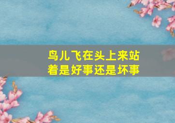 鸟儿飞在头上来站着是好事还是坏事