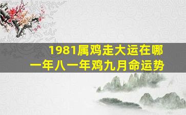 1981属鸡走大运在哪一年八一年鸡九月命运势