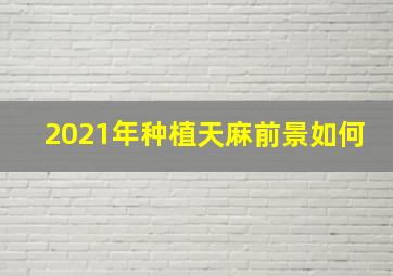 2021年种植天麻前景如何