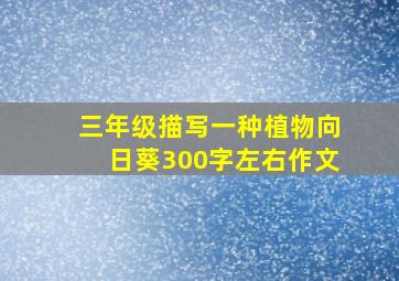 三年级描写一种植物向日葵300字左右作文