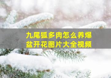 九尾狐多肉怎么养爆盆开花图片大全视频