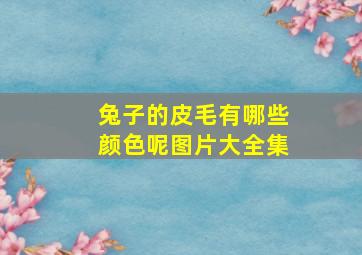 兔子的皮毛有哪些颜色呢图片大全集