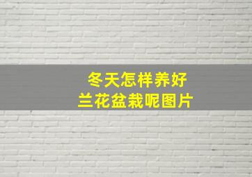 冬天怎样养好兰花盆栽呢图片