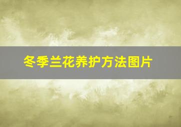 冬季兰花养护方法图片