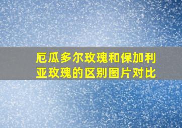 厄瓜多尔玫瑰和保加利亚玫瑰的区别图片对比