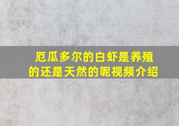 厄瓜多尔的白虾是养殖的还是天然的呢视频介绍