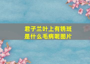 君子兰叶上有锈斑是什么毛病呢图片