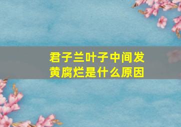 君子兰叶子中间发黄腐烂是什么原因