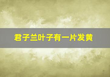 君子兰叶子有一片发黄