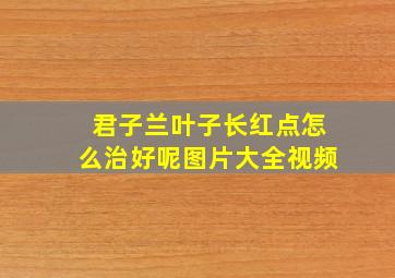 君子兰叶子长红点怎么治好呢图片大全视频