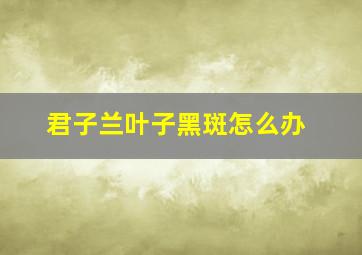 君子兰叶子黑斑怎么办