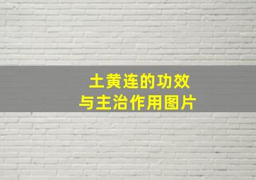 土黄连的功效与主治作用图片