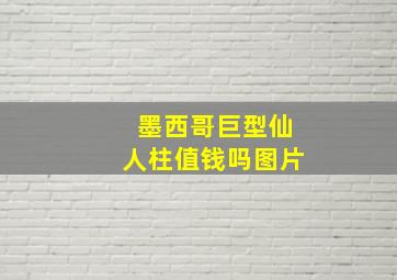 墨西哥巨型仙人柱值钱吗图片