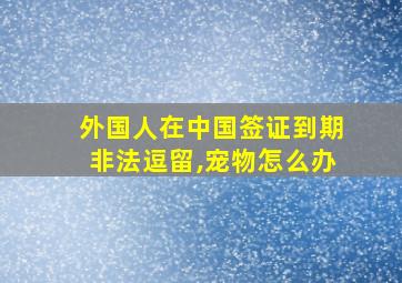 外国人在中国签证到期非法逗留,宠物怎么办