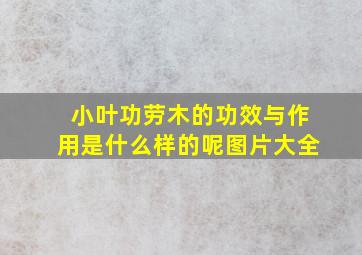 小叶功劳木的功效与作用是什么样的呢图片大全