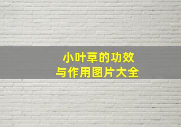 小叶草的功效与作用图片大全