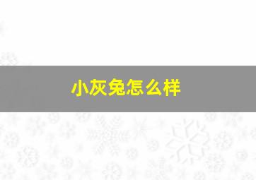 小灰兔怎么样