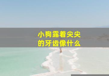 小狗露着尖尖的牙齿像什么