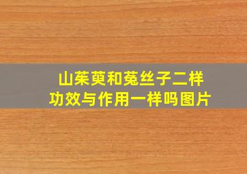 山茱萸和菟丝子二样功效与作用一样吗图片