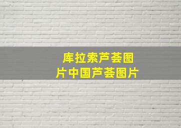 库拉索芦荟图片中国芦荟图片