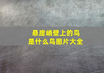 悬崖峭壁上的鸟是什么鸟图片大全