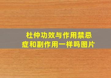 杜仲功效与作用禁忌症和副作用一样吗图片