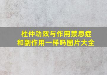 杜仲功效与作用禁忌症和副作用一样吗图片大全