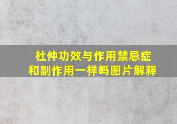 杜仲功效与作用禁忌症和副作用一样吗图片解释